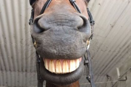 horse and girl video