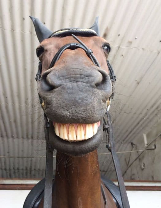 horse and girl video